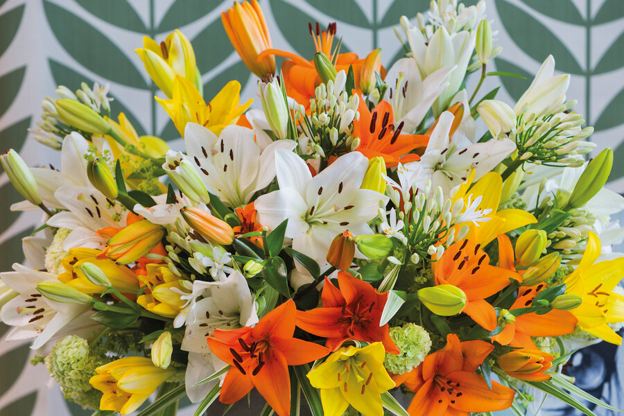 Lily Asiatic, Hybrids by variety